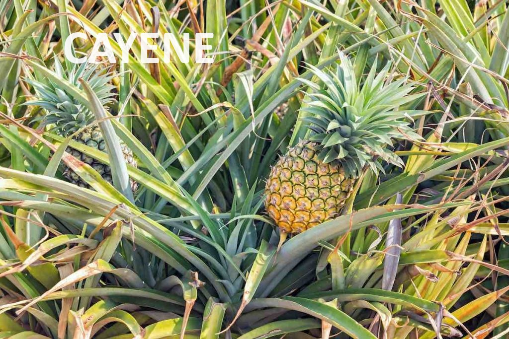 Cayene Pine Apple